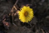 podbel