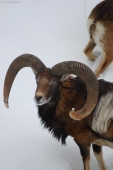 Muflon
