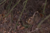 Zajac poľný (Lepus europaeus)