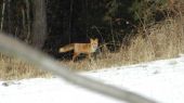 Vulpes Vulpes