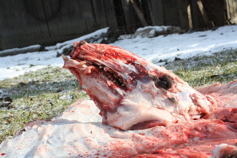 brachygnathia superior