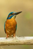 Alcedo atthis