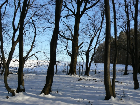 zima