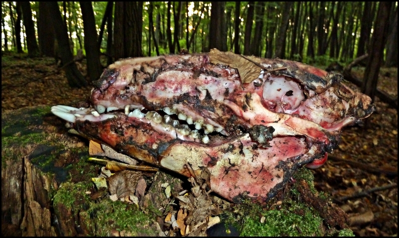 brachygnathia superior