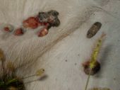 Fibropapilomatóza u Cervus elaphus