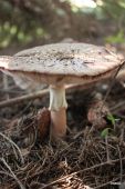 Muchotravka