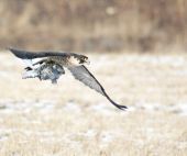 Falco Peregrinus (Freya)