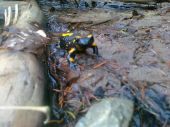 salamandra