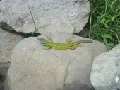 jašterička