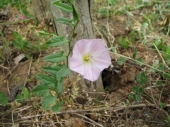 pupenec roľný /Convolvulus arvensis/