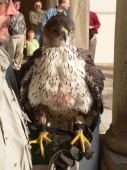 Orel jestřábí