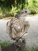 Sokol