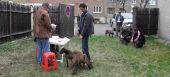 Zvod psov