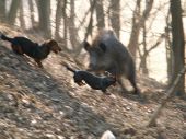 Kato a Pegy v akcii