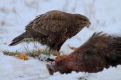 Myšiačik - Buteo