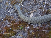 užovka obojkova
