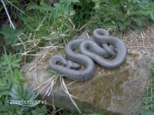 užovka obojkova