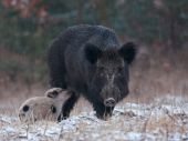 Postoj mama napijem sa trochu