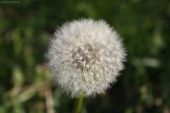 pupava