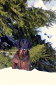 Borko