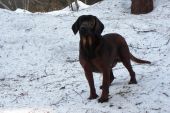Borko