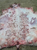 podkožná strečkovitost