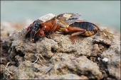 Krtonôžka obyčajná /Gryllotalpa gryllotalpa/