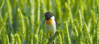 nikon digiscoping kit