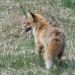 FireFox