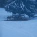 jelenice