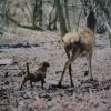 Chovateľská stanica z Hradištnice