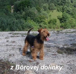 Z Bôrovej dolinky