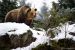Bayerischer Wald - Medveď hnedý