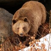 Medveď hnedý (Ursus arctos)