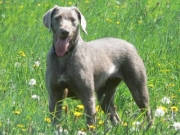 Slovenské národné plemená poľovných psov