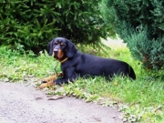 Slovenské národné plemená poľovných psov