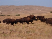 Jeden výstrel alebo americký „krst ohňom“ guľovnice CZ 557