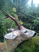 Láska na prvý pohľad – guľovnica CZ 557