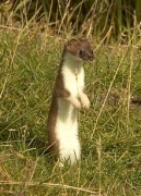 Hranostaj čiernochvostý /Mustela erminea/