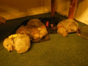 chov bedlington teriera v ČR a SR