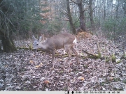 Najmenšia fotopasca na svete