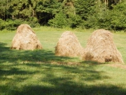 Prikrmovanie lesnej zveri