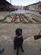 Čo je flat coated retriever?