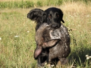 Čo je flat coated retriever?