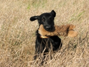 Čo je flat coated retriever?