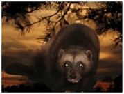 Kampaň na záchranu evropských masožravců