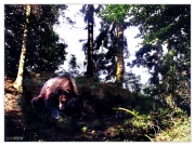 Kampaň na záchranu evropských masožravců