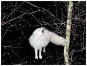 Kampaň na záchranu evropských masožravců