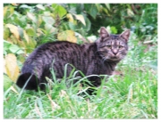 Kampaň na záchranu evropských masožravců