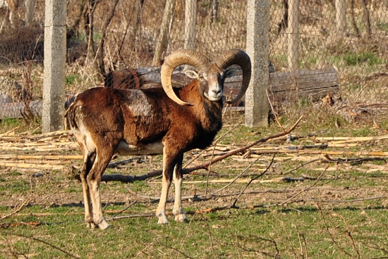 muflón